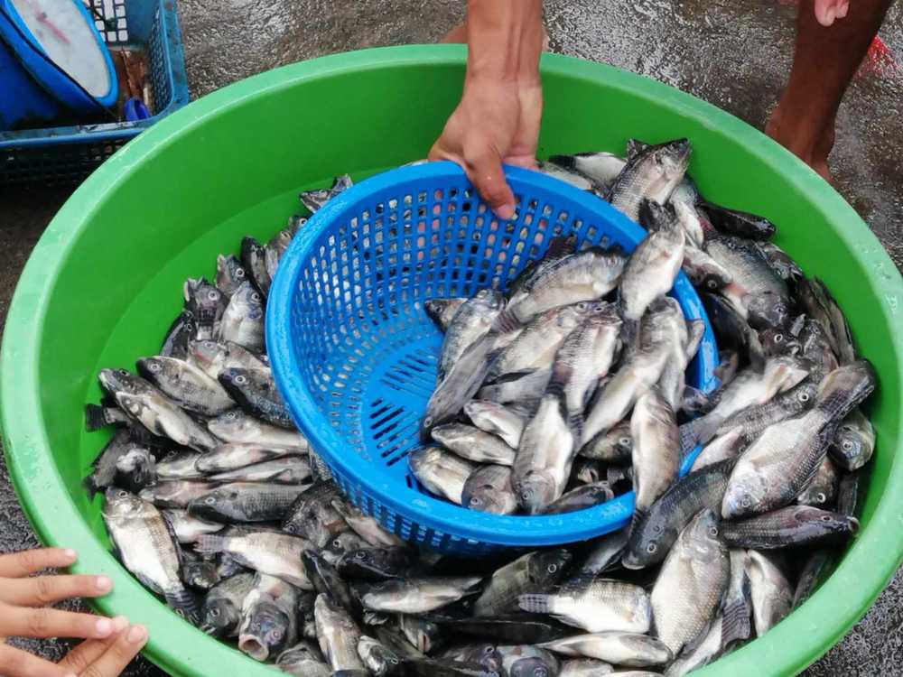 Photo via Balitang Bicolandia