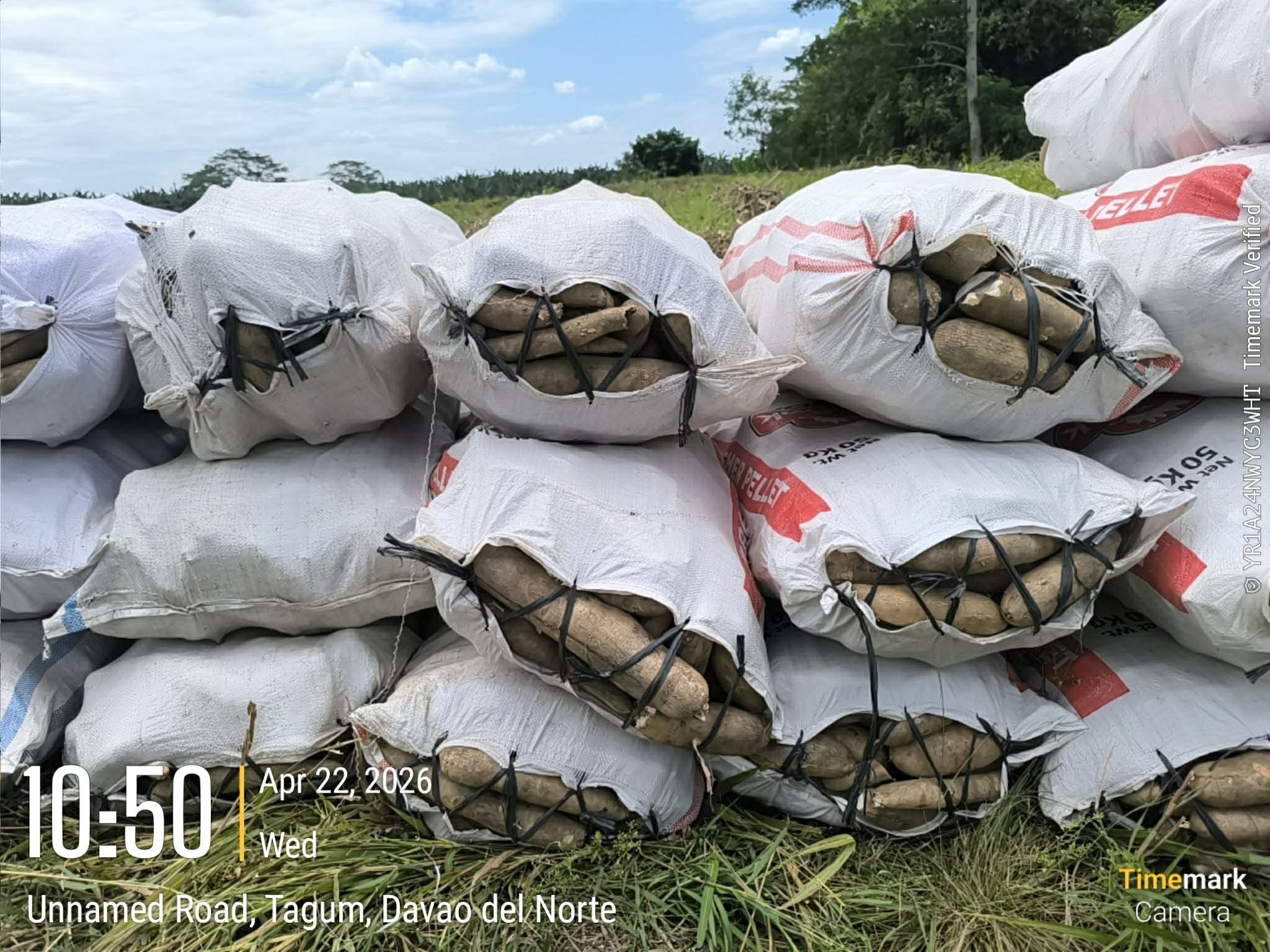 Photo courtesy: Tagum City Agriculture Office