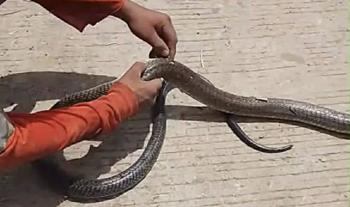 Photo courtesy: John Henmer Pasco