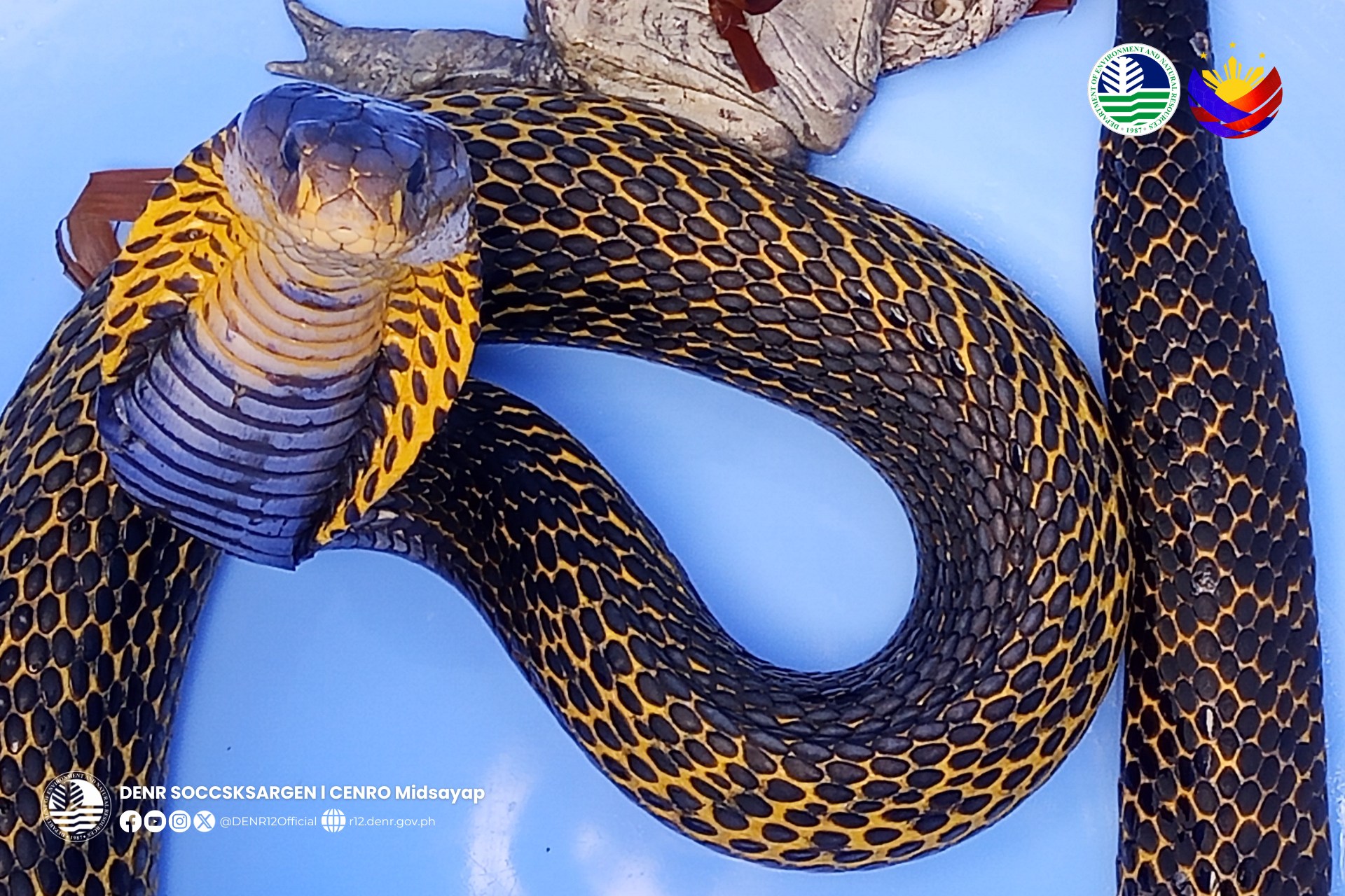 Photo courtesy: CENRO Midsayap/DENR-12