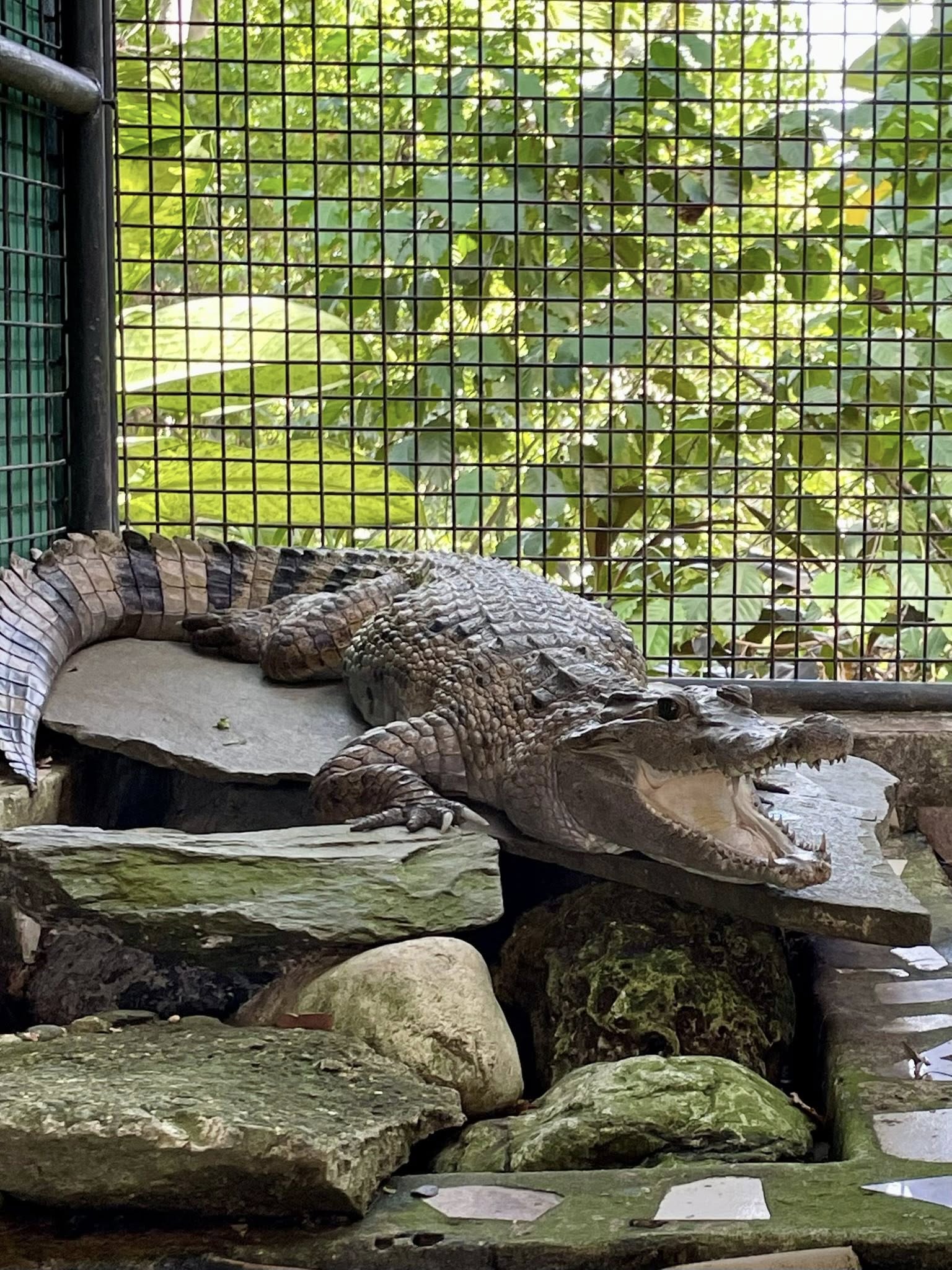 Image courtesy: Crocolandia/FB