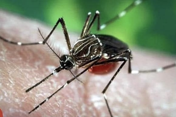 Image courtesy: World Health Organization