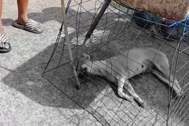 Photo courtesy: Jun Enot