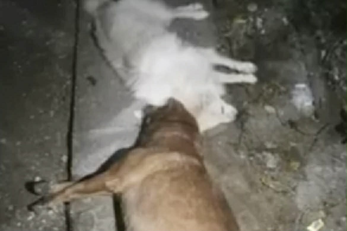 Photo courtesy: Bantay Hayop Davao via GMA Super Radyo Davao