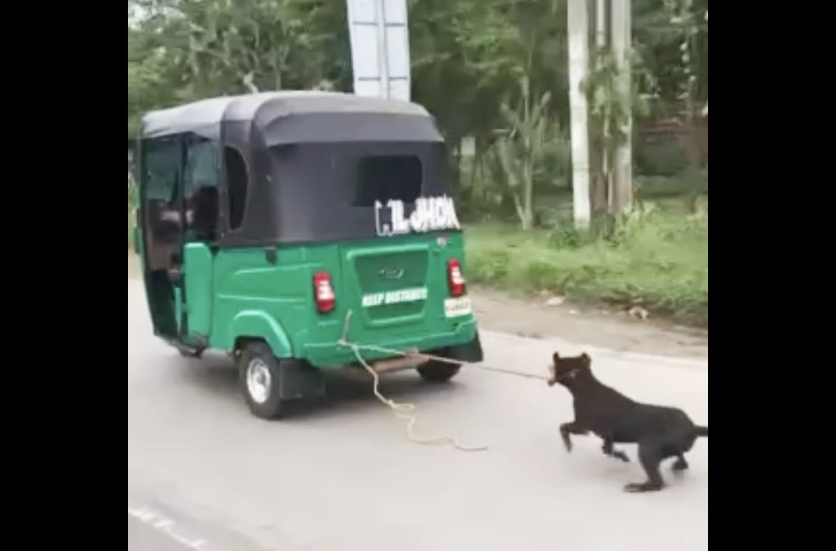 Image from video via Jamaica Barsobia Cabanducos