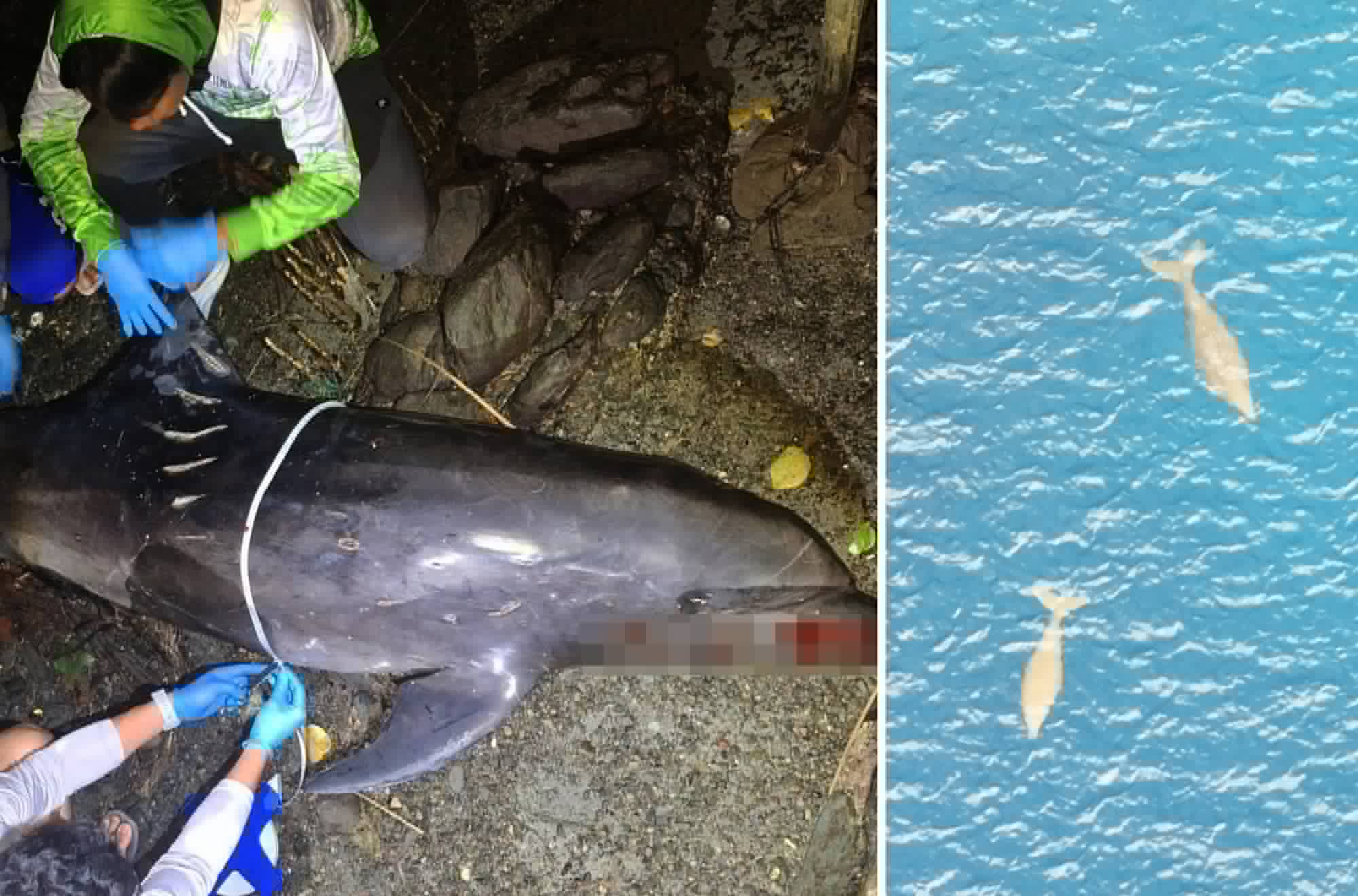 Photo courtesy: DENR-11 and DENR-12