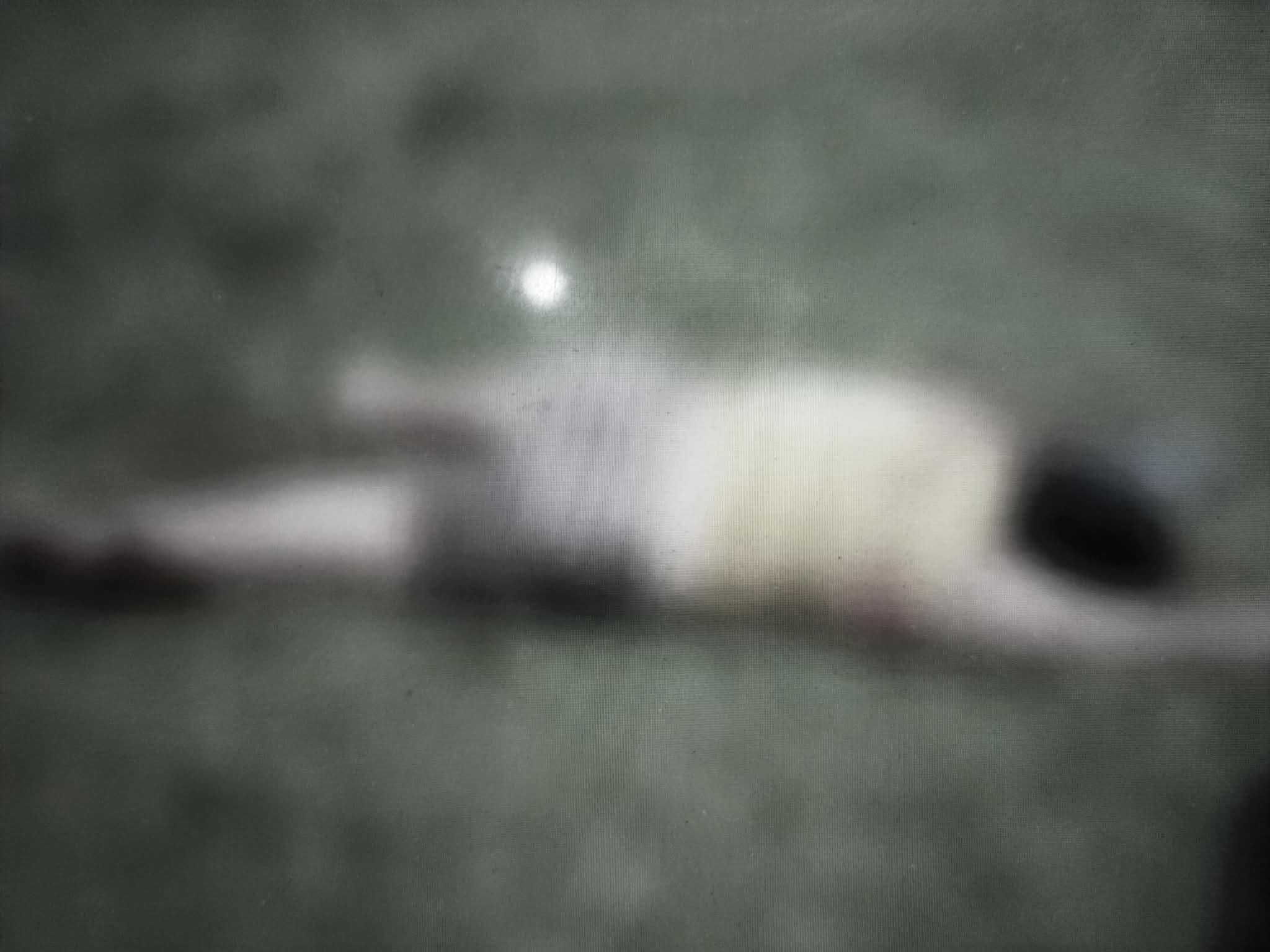 Image courtesy: Benjie Talisic