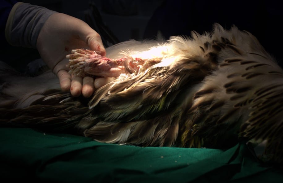 Photo courtesy: Philippine Eagle Foundation