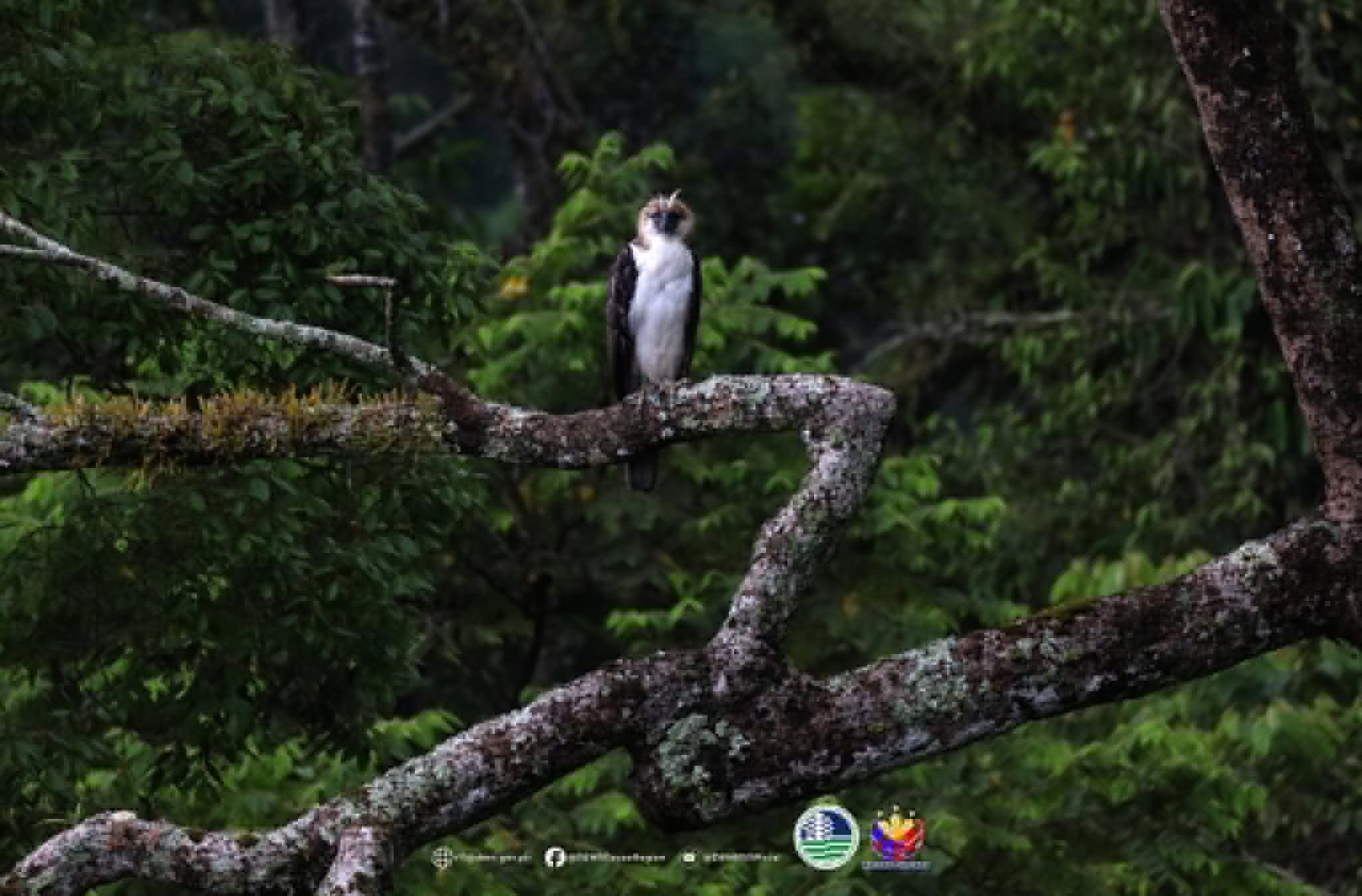 Photo courtesy: DENR-11