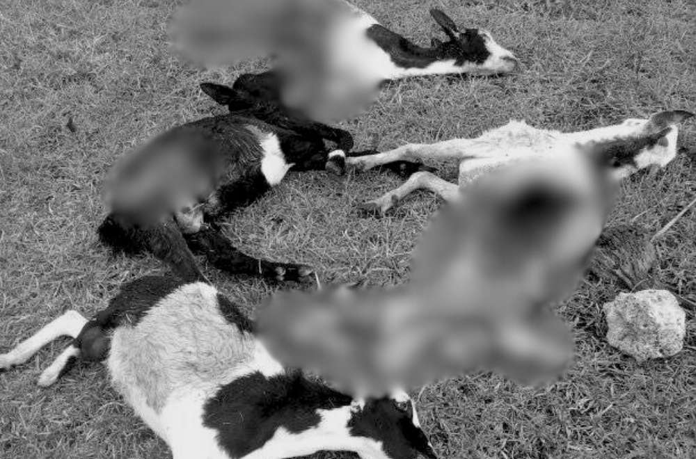 Photo via Balitang Bicolandia