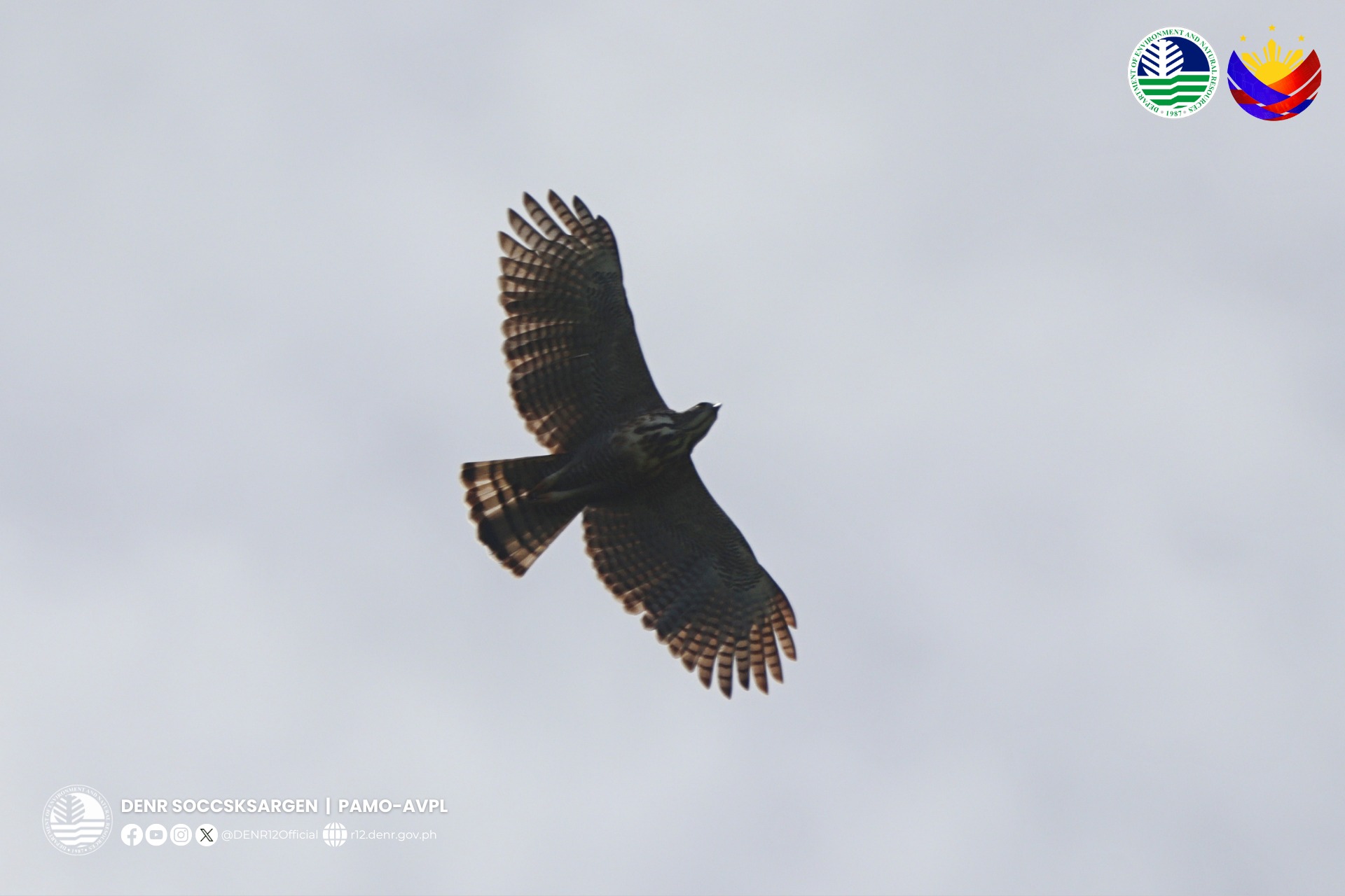 Photo courtesy: Aljohn Jay Saavedra, Biologist PAMO- AVPL