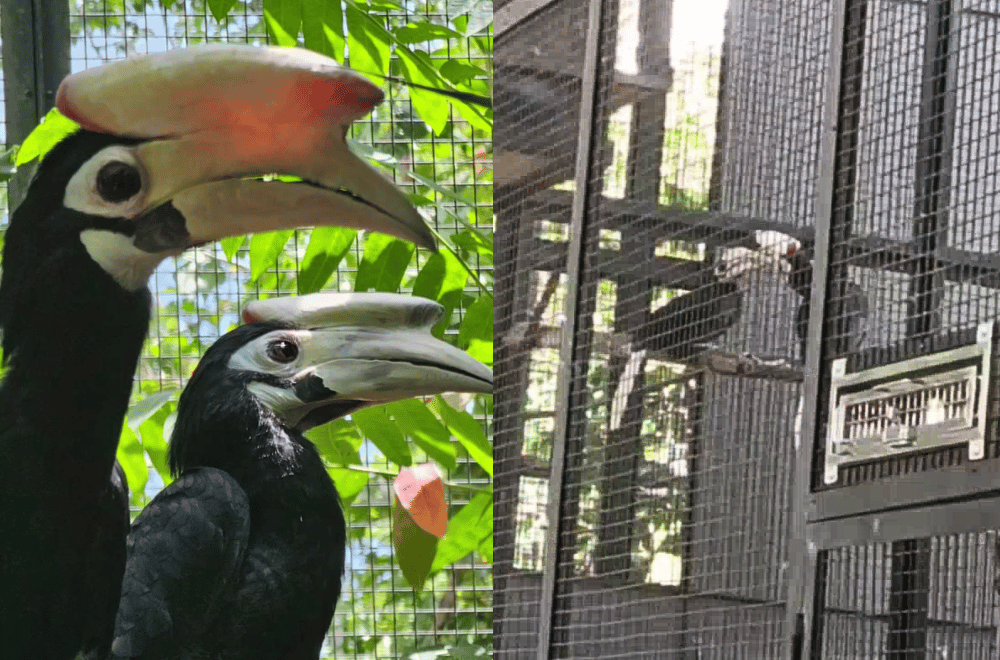 Photo courtesy: Katala Foundation Inc.