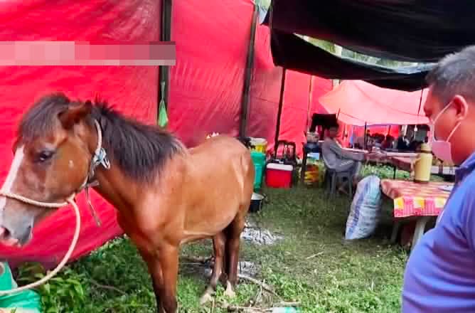 Photo courtesy: NBI Environmental Crime Division