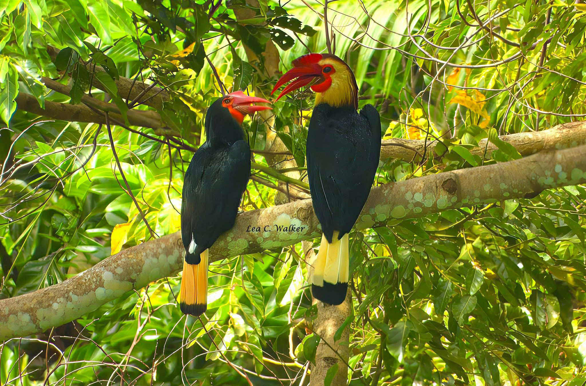 Photo courtesy: Lea Walker