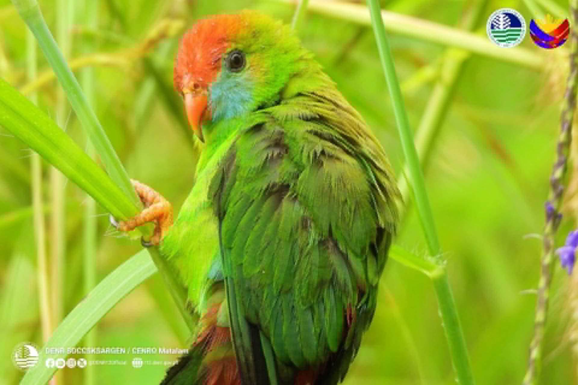 Photo courtesy: CENRO Matalam/DENR-12