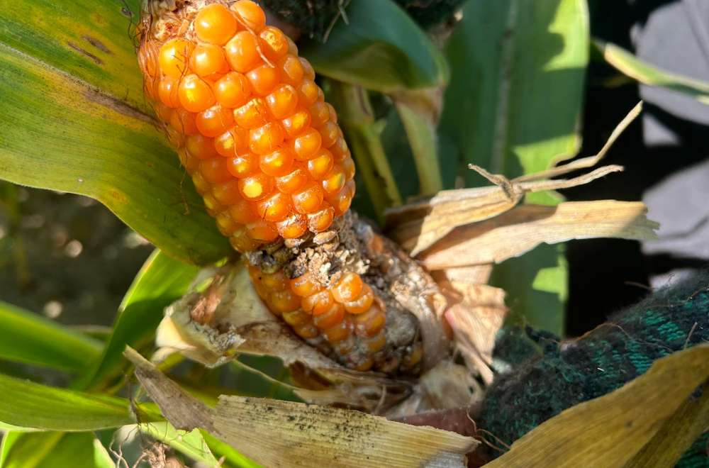 Photo via One North Central Luzon