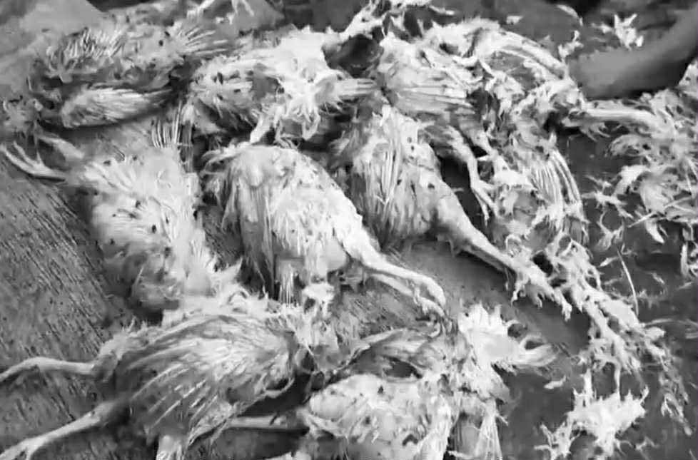 Image from video via Ericson Dizon