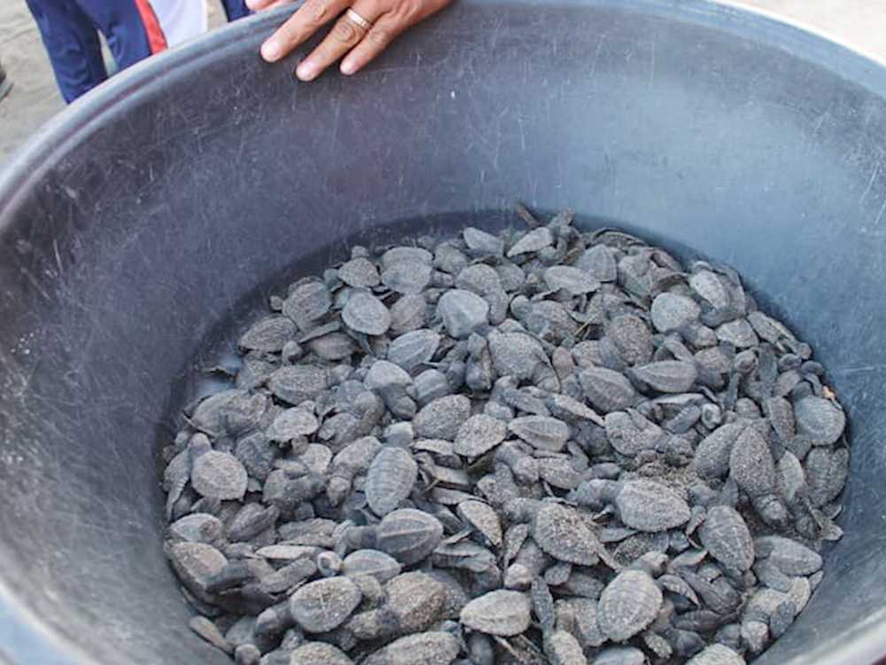 Photo Courtesy: Coast Guard District Southern Tagalog