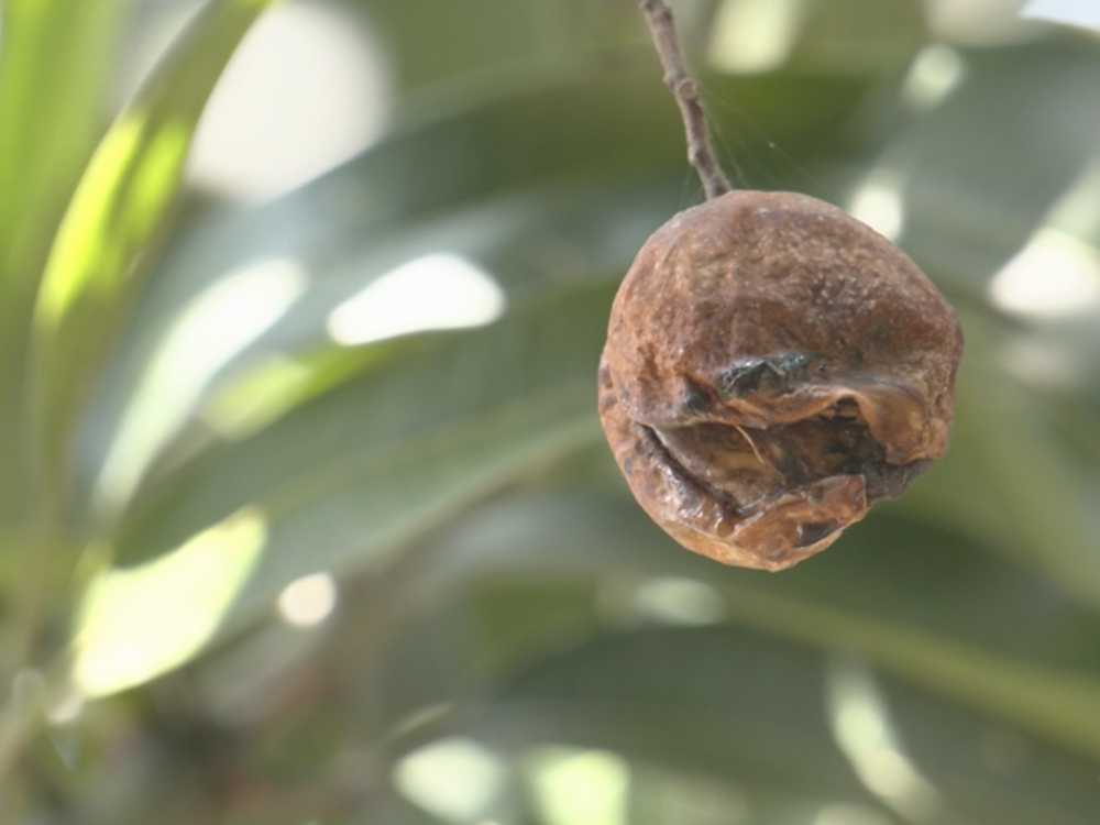 Photo via One North Central Luzon