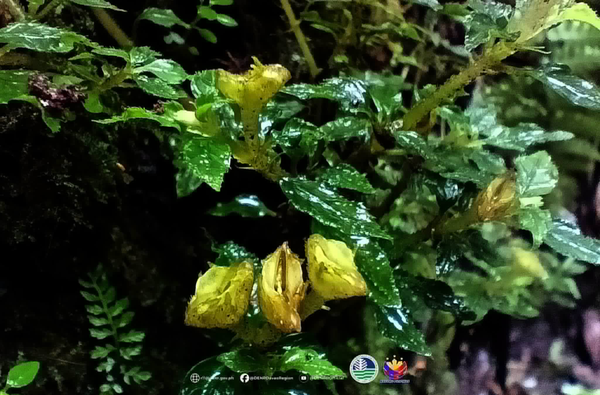 Photo courtesy: DENR-11