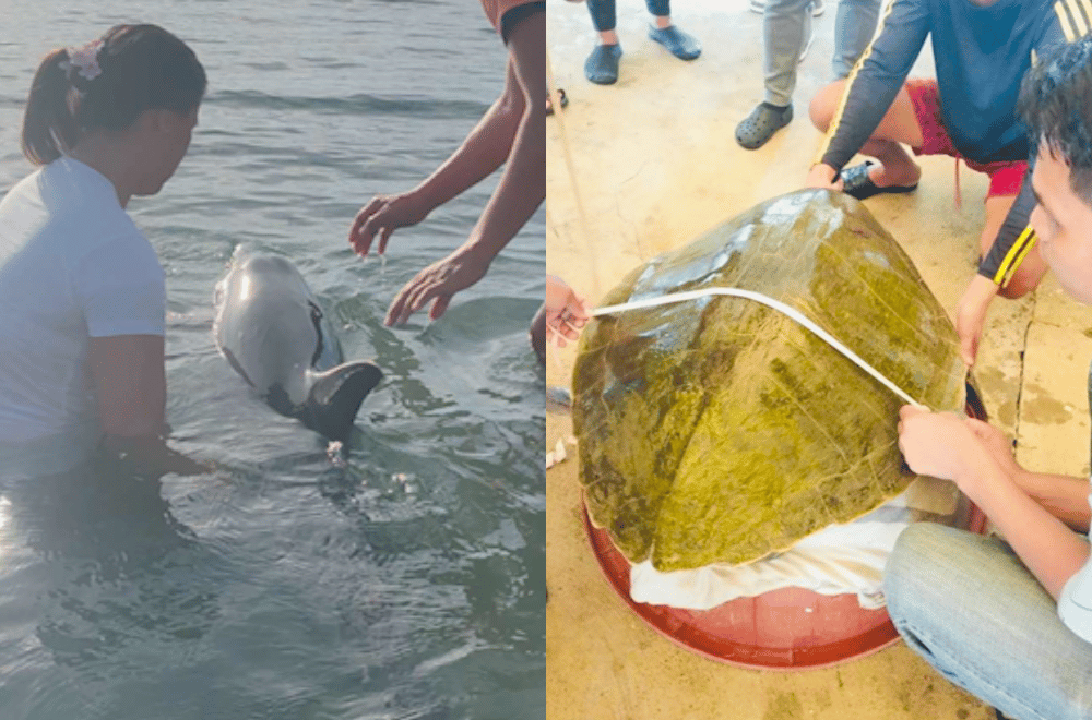 Photo courtesy: CGMT-Magsingal & BFAR-CVMTOS