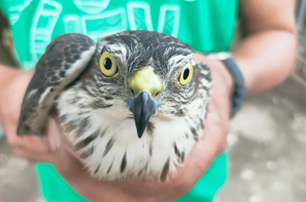 Photo courtesy: Explore Lasam / Saniboy Pacursa