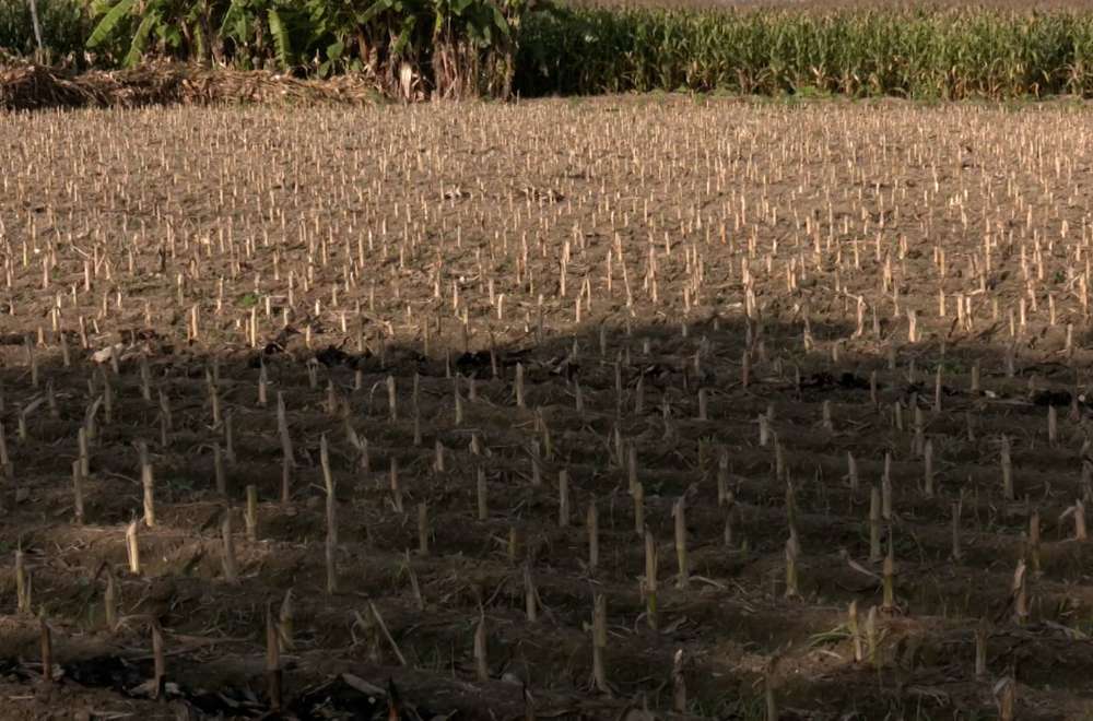 Photo via One North Central Luzon