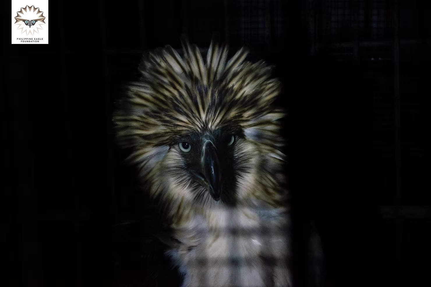 Photo courtesy: Philippine Eagle Foundation