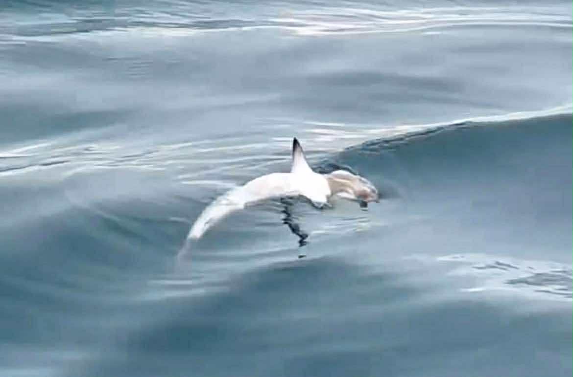 Image from video via Harvey Yap