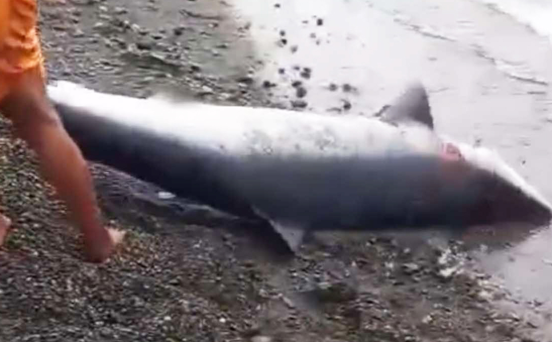 Image from video via Jessie Ortega