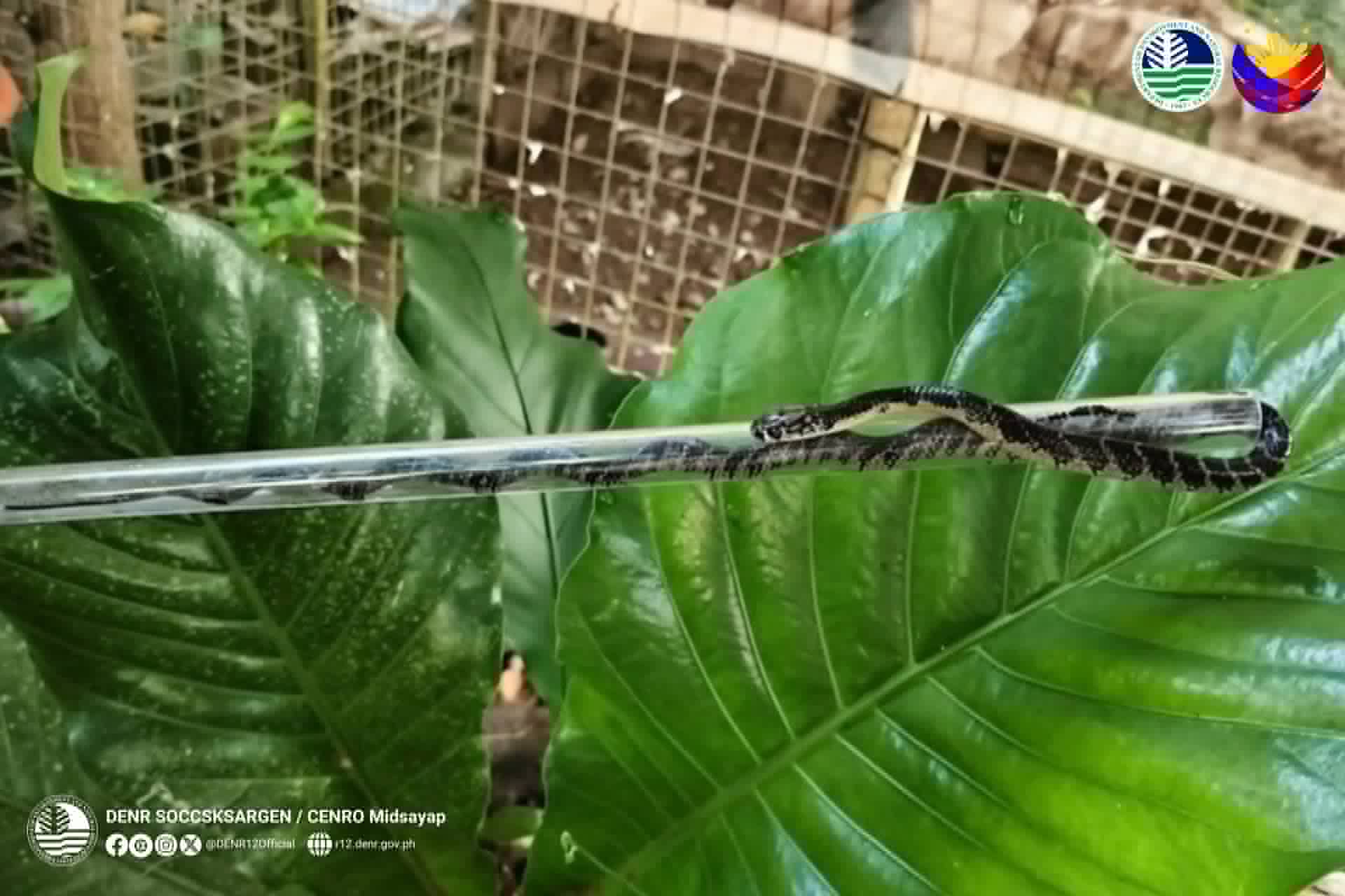 Photo courtesy: CENRO Midsayap/DENR-12