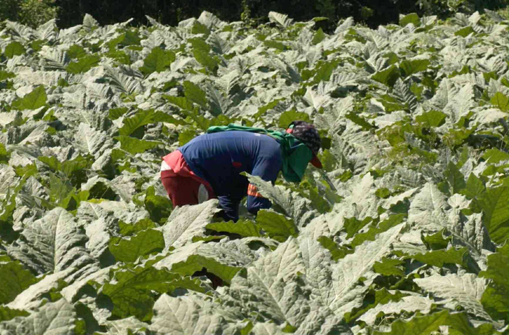 Image from video via GMA Regional TV One Mindanao