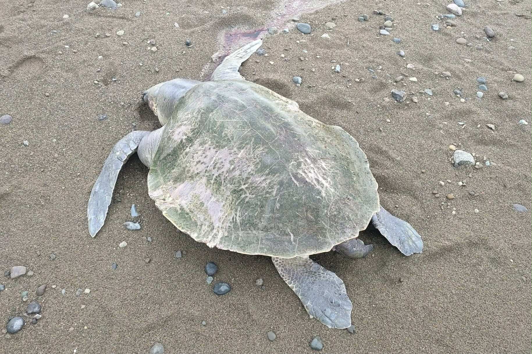 Photo courtesy: DENR-Zamboanga