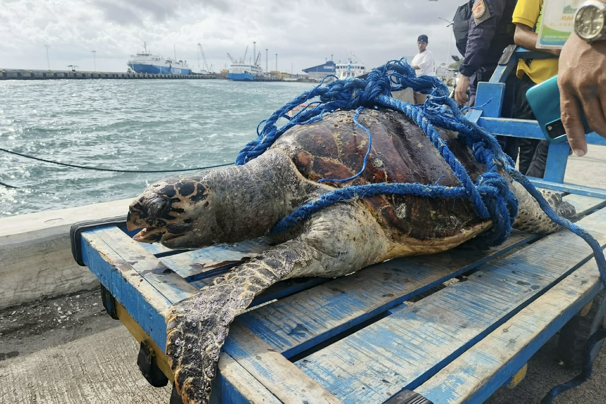 Photo courtesy: CENRO Zamboanga City/Maritime Police
