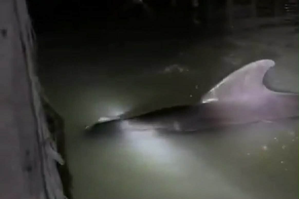 Image from video via Ruben Coros