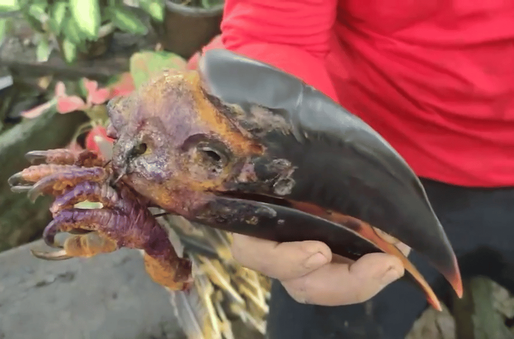 Photo courtesy: Explore Lasam, Cagayan/Saniboy Pacursa