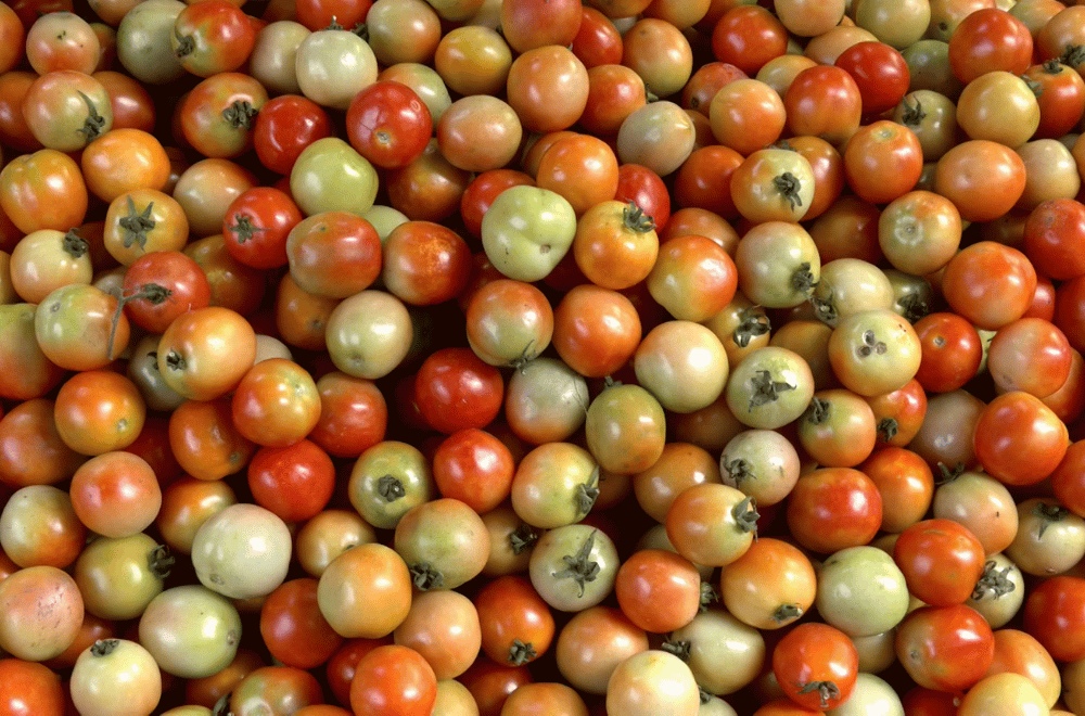 Image via GMA Regional TV One North Central Luzon