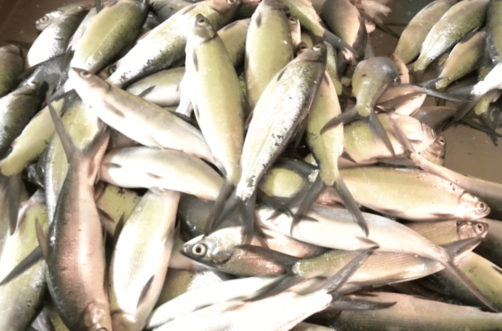 Image via GMA Regional TV One North Central Luzon