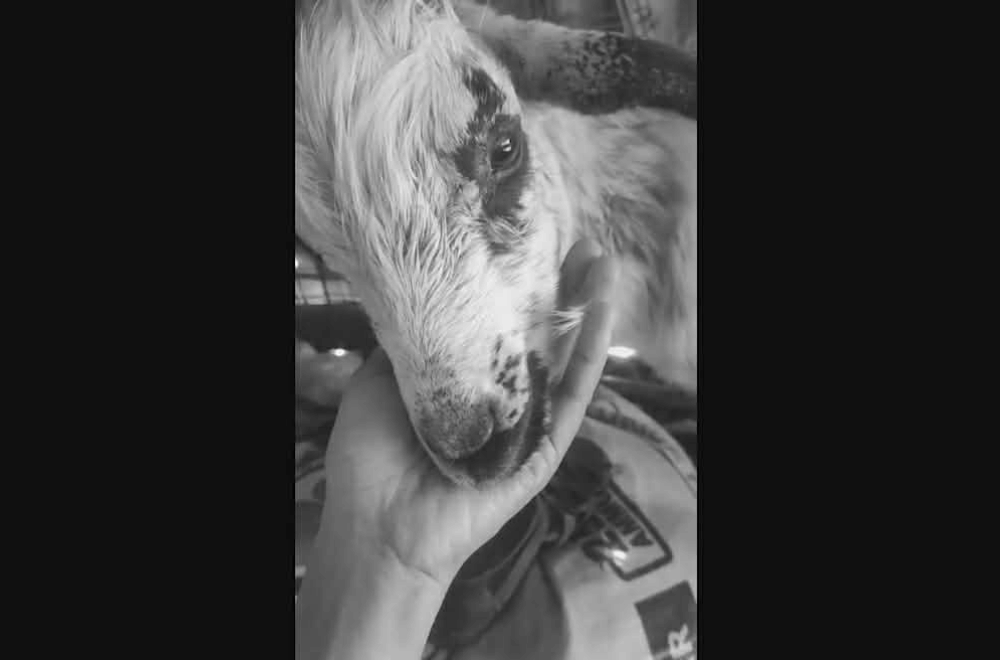 Photo via GMA Regional TV One North Central Luzon