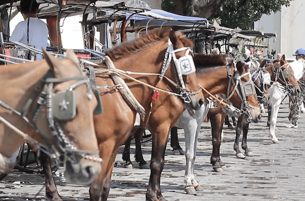 Image via GMA Regional TV One North Central Luzon