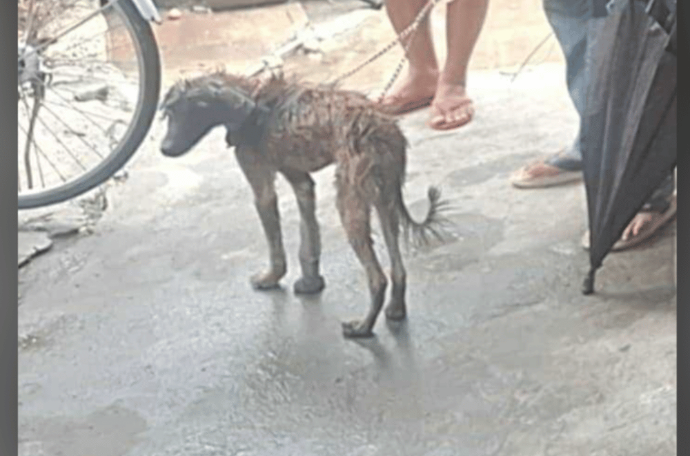 Photo courtesy: Barangay Banaoang Council/Calasiao Veterinary Office