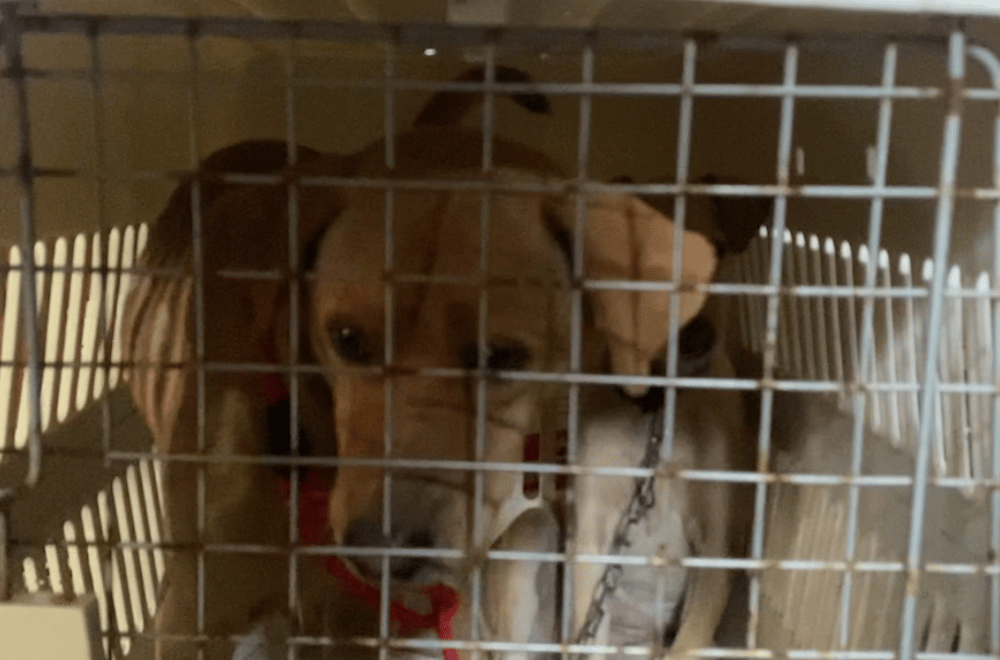 Photo courtesy: Animal Kingdom Foundation, Inc. / CIDG-Ilocos Sur