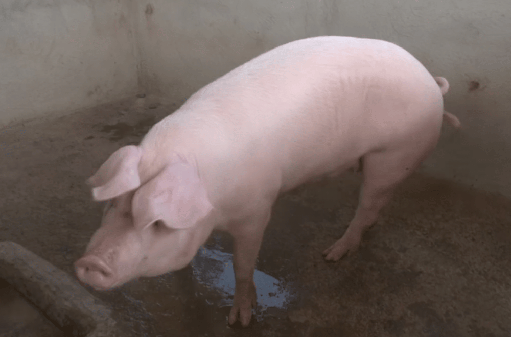 Photo via GMA Regional TV One North Central Luzon