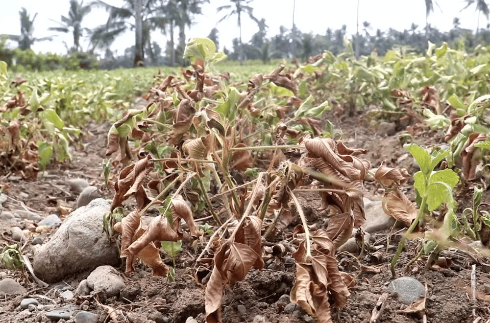 Image via GMA Regional TV One North Central Luzon