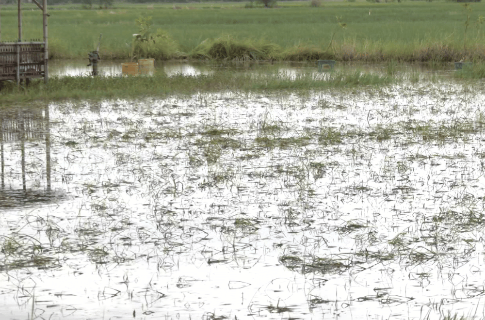 Photo via GMA Regional TV One North Central Luzon