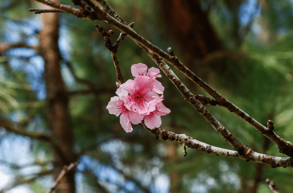 Photo courtesy of Baguio Country Club