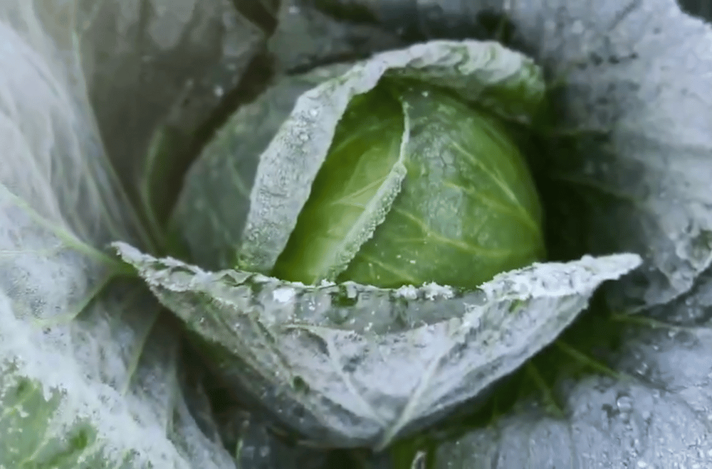 Photo courtesy: PJ Haight