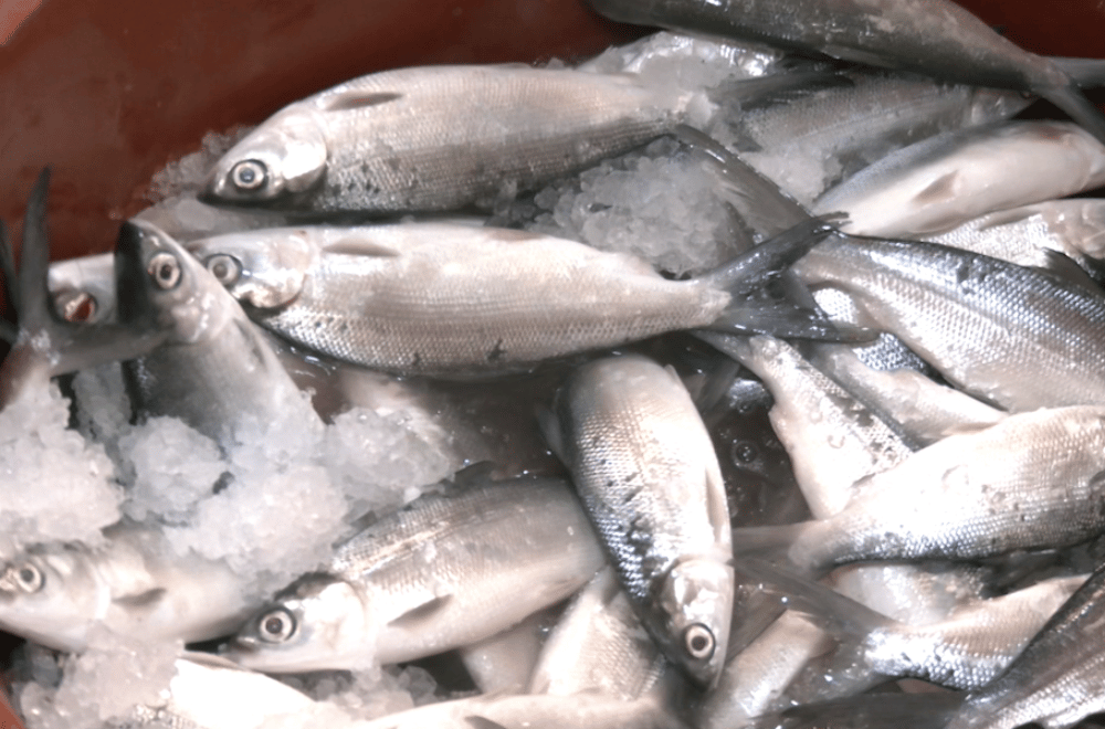 Photo via GMA Regional TV One North Central Luzon