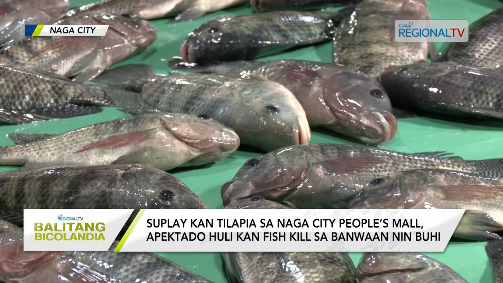 Suplay kan tilapia sa NCPM, apektado huli kan fish kill sa banwaan nin Buhi