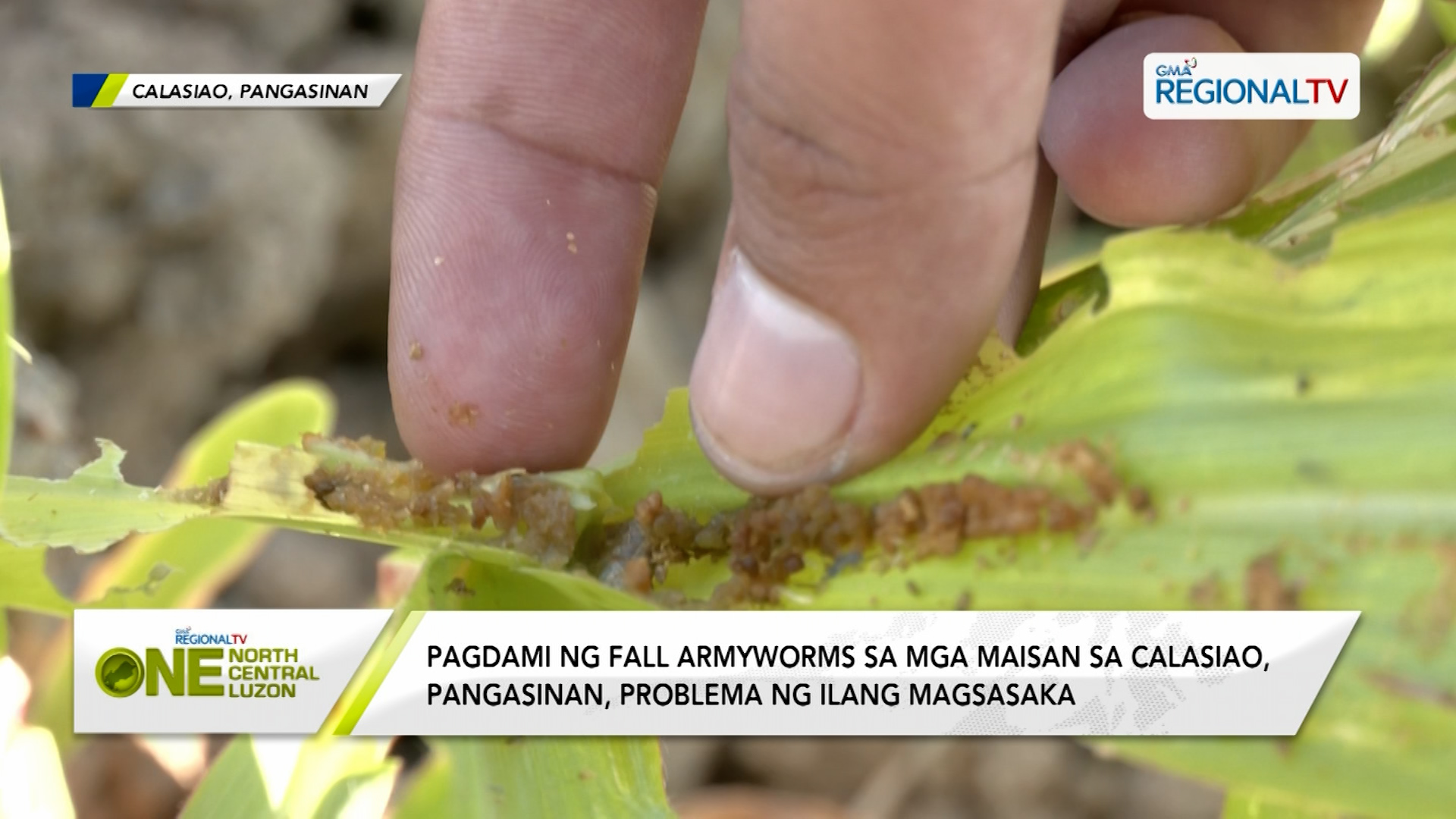 Fall Armyworms Sa Mga Maisan Sa Pangasinan Problema Ng Ilang Magsasaka 6244